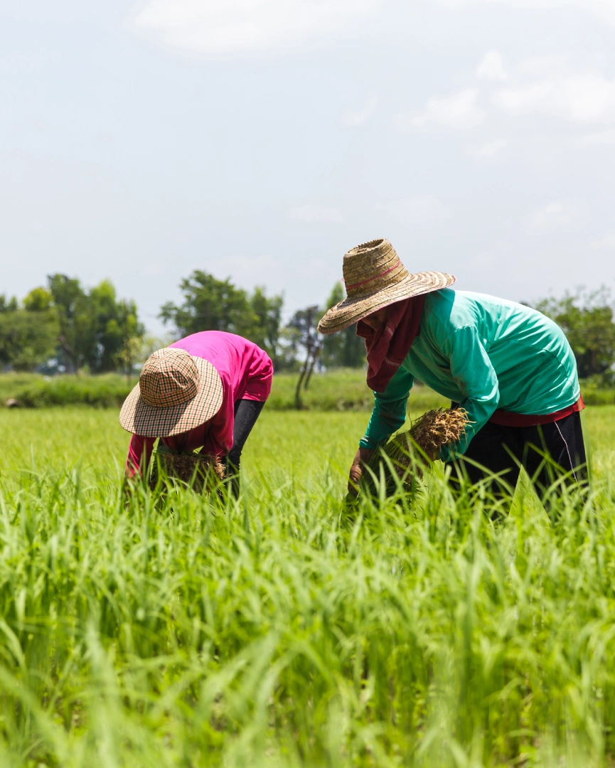 agriculture-research